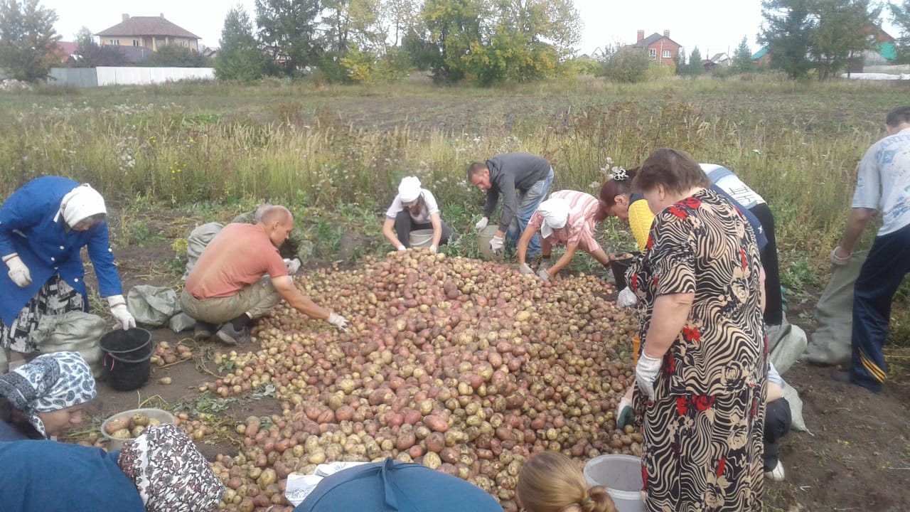 Урожай картофеля